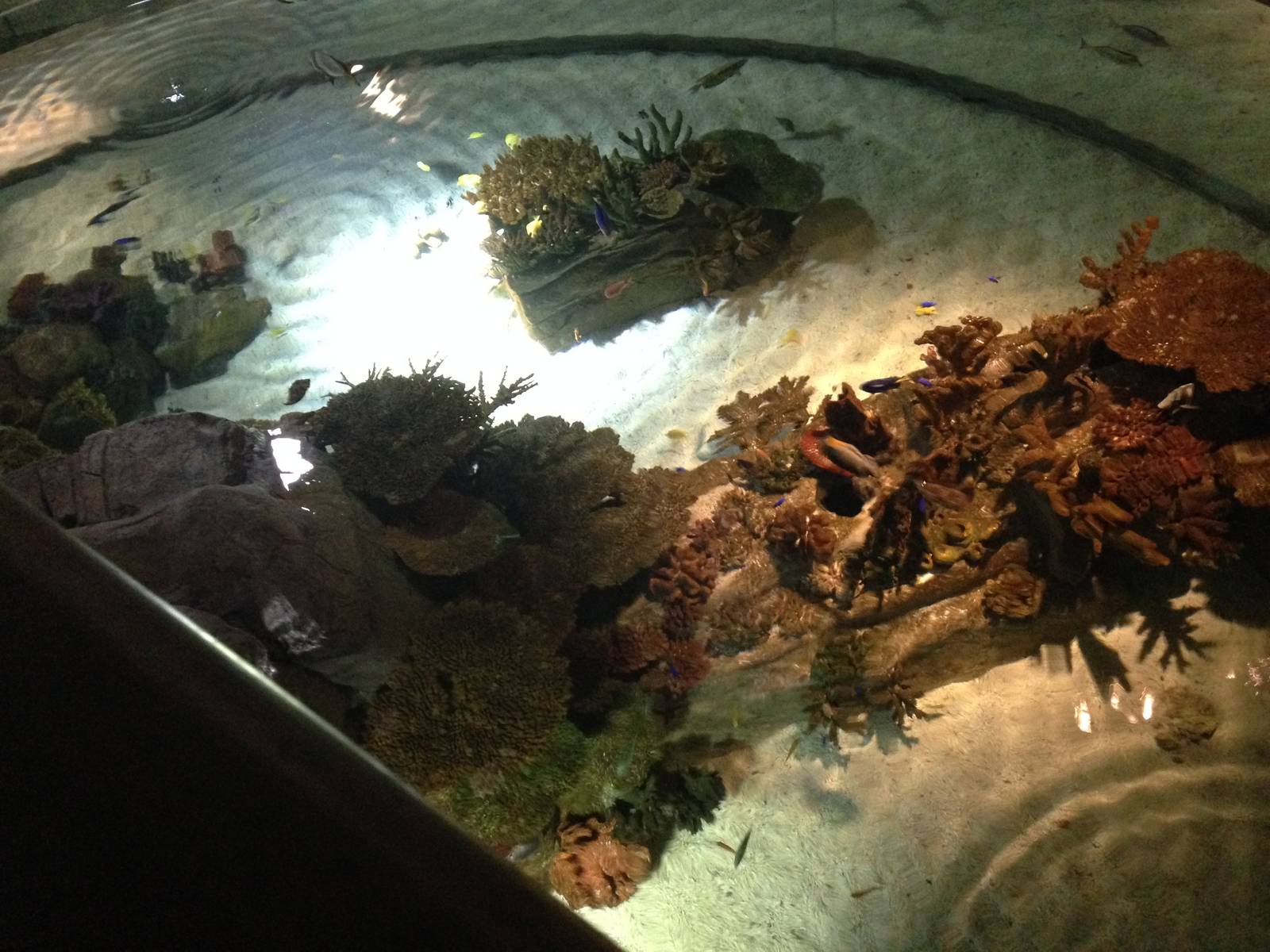 Coral Cave Tank at Blue Planet Aquarium - 05/10/2013