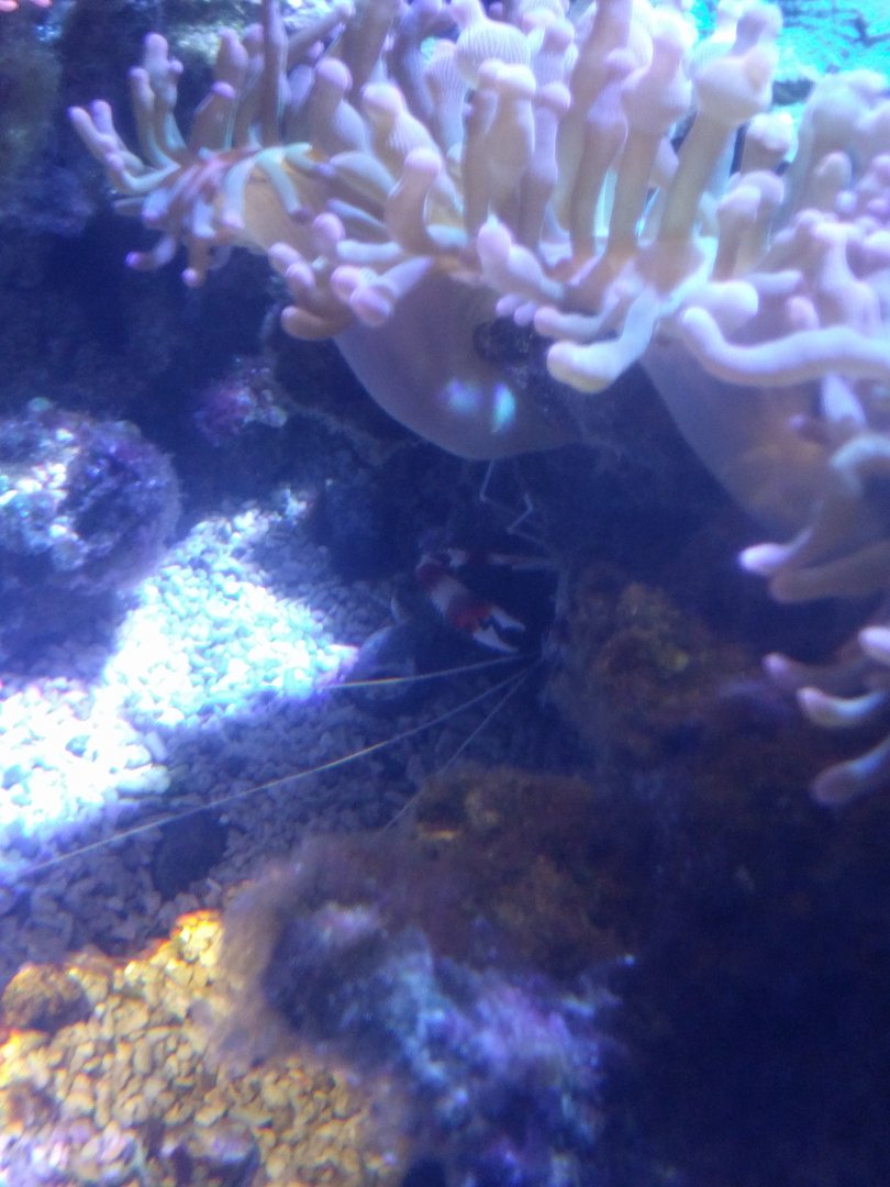 Coral cleaner shrimp
