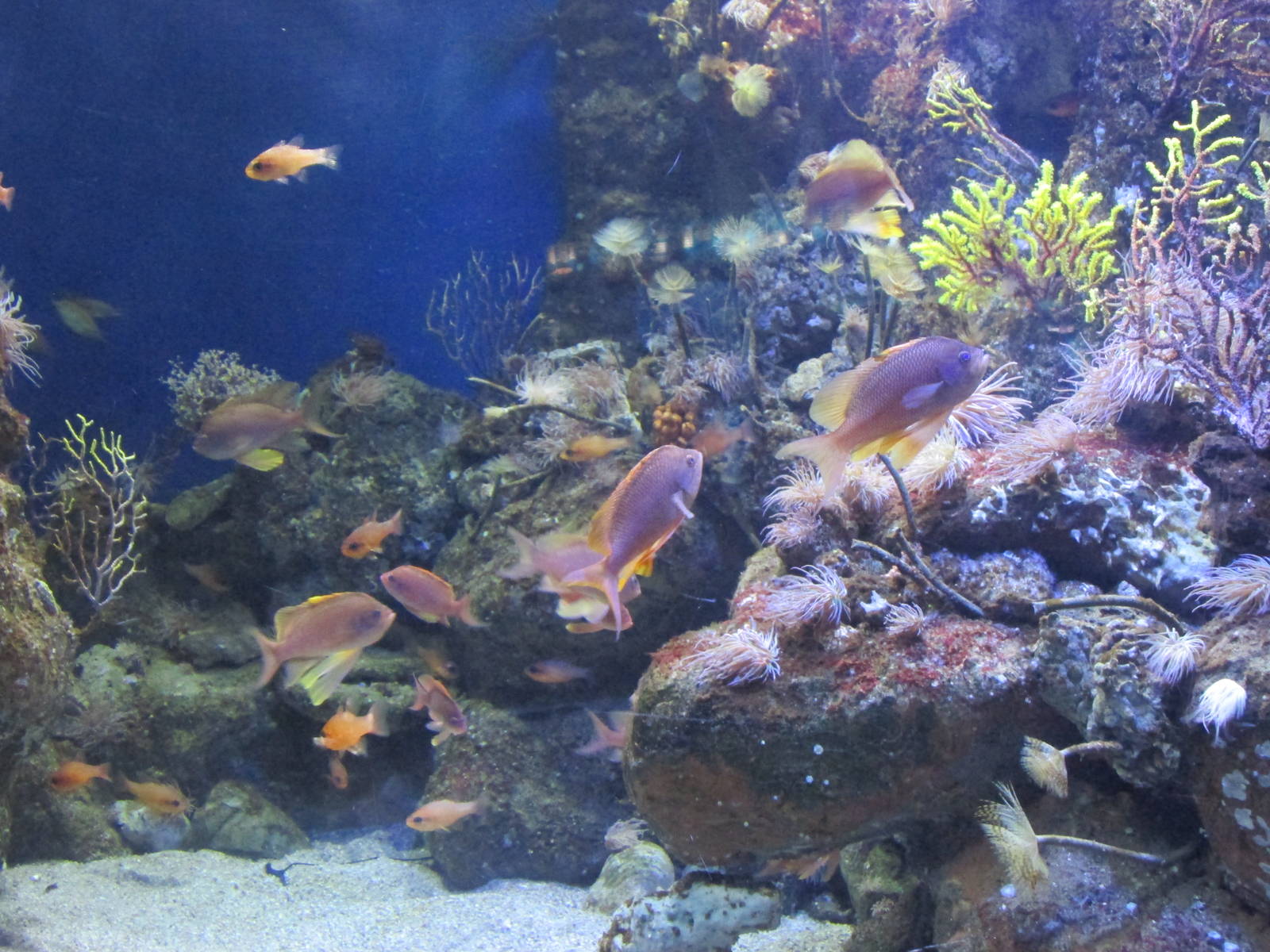 coral community tank barcelona aquarium