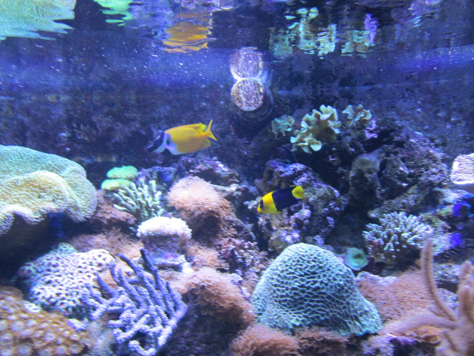 coral community tank barcelona aquarium