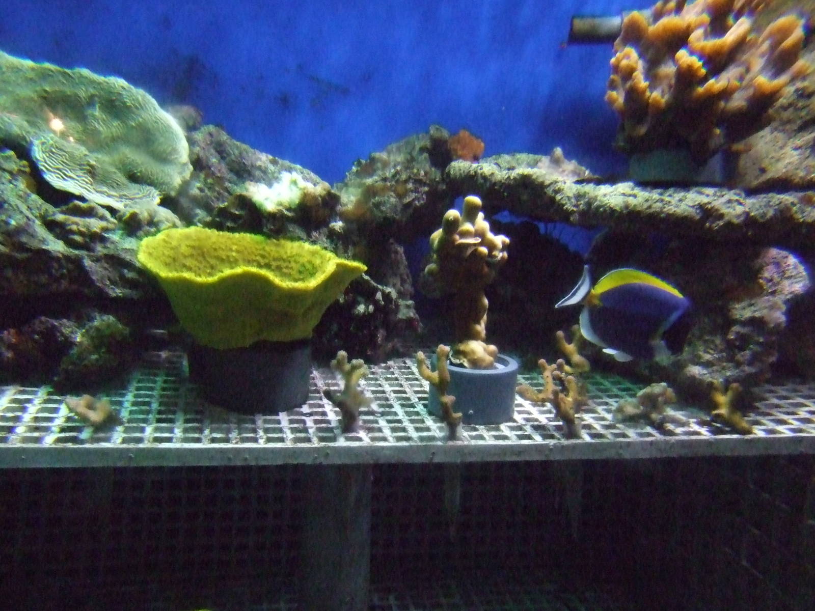 Coral culture