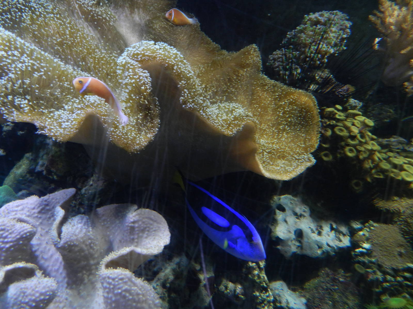 Coral Display at SEA LIFE Scarborough - 26/08/2012