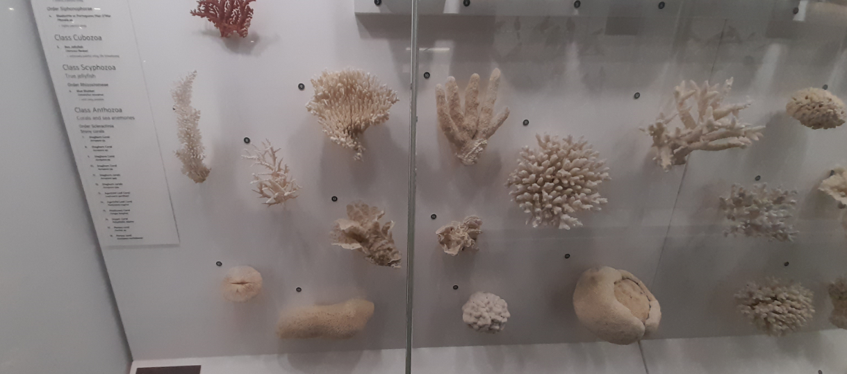Coral Display - Queensland Museum