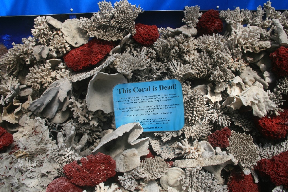 coral display