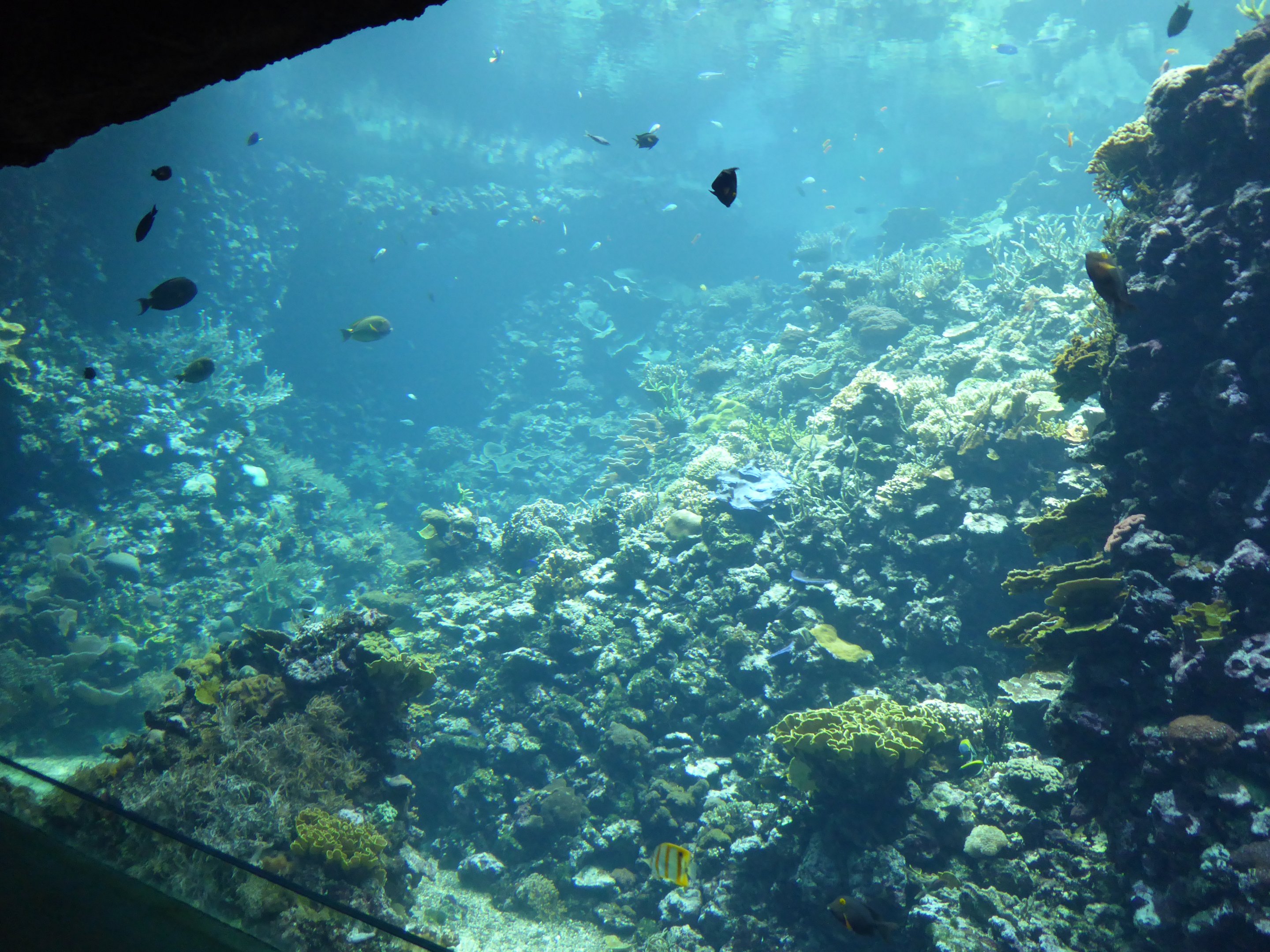 Coral exhibit within Ocean