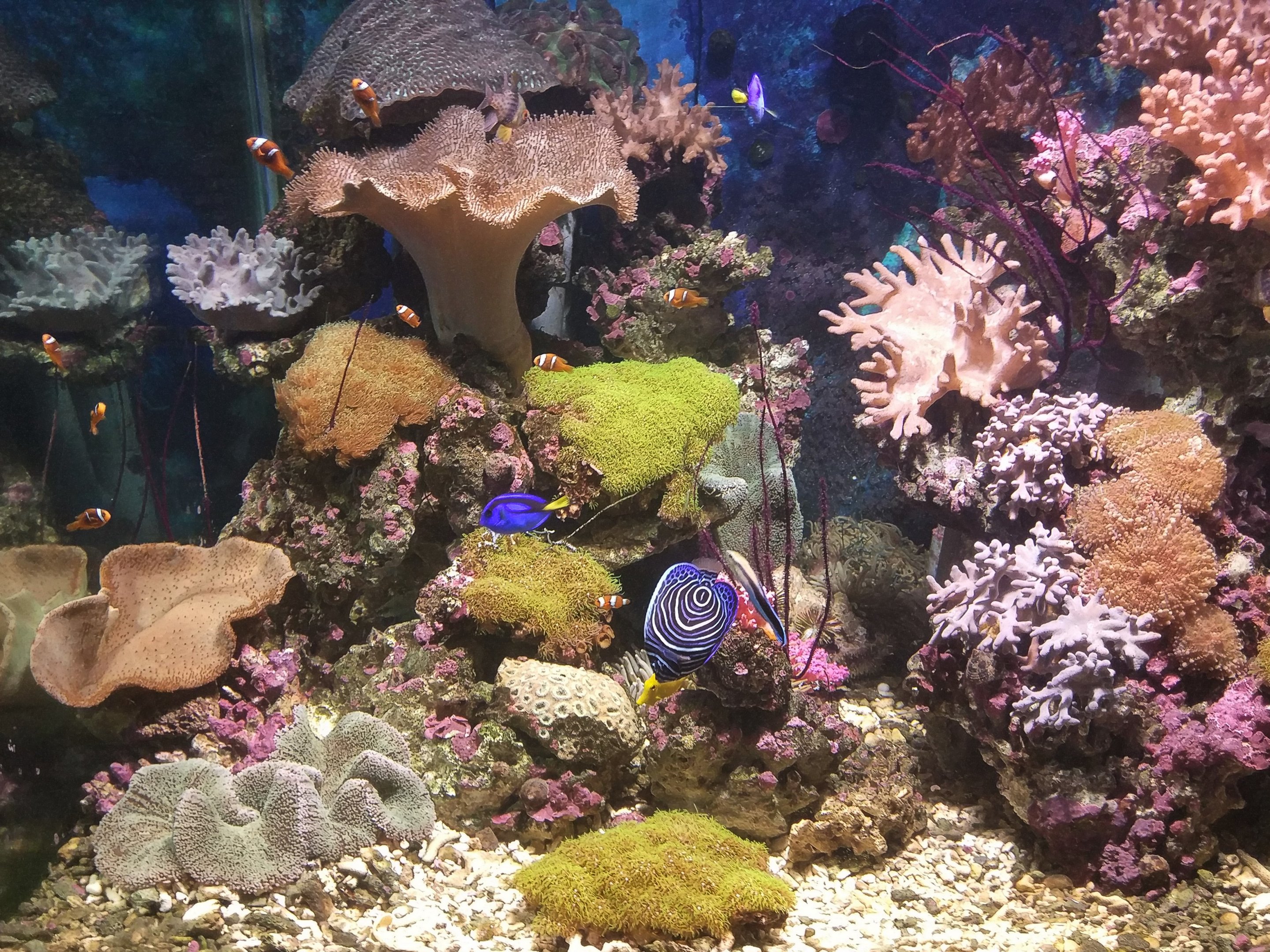 Coral Exhibit