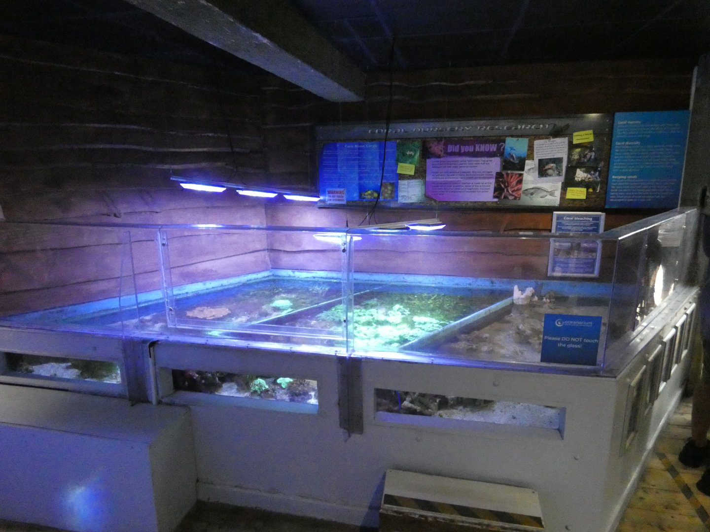 Coral exhibit
