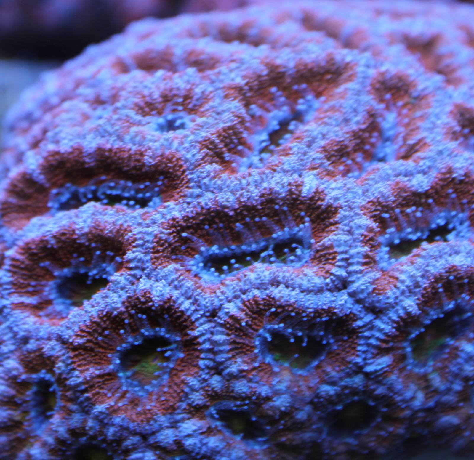 Coral - Favites sp.