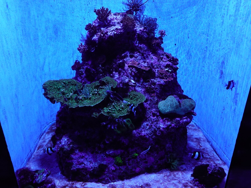 Coral Gardens - Fifth tank