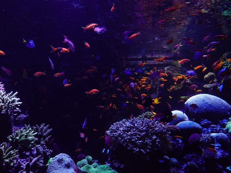 Coral Gardens - Sixth tank