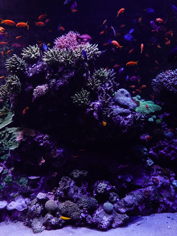 Coral Gardens - Sixth tank