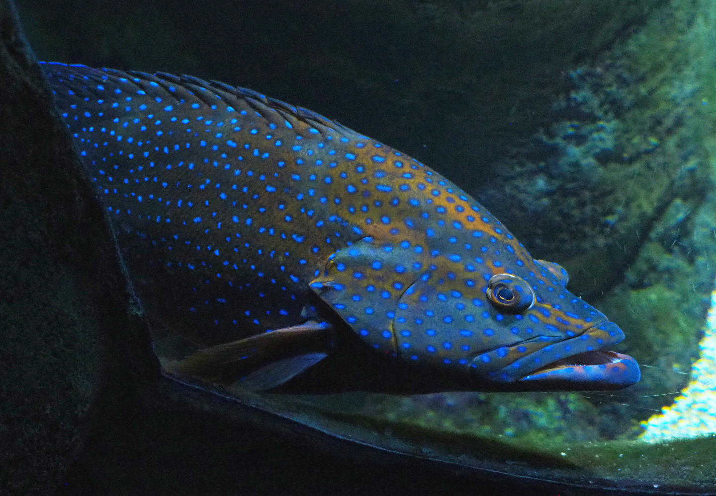 Coral grouper (Cephalopholis miniata), 2022-09-14