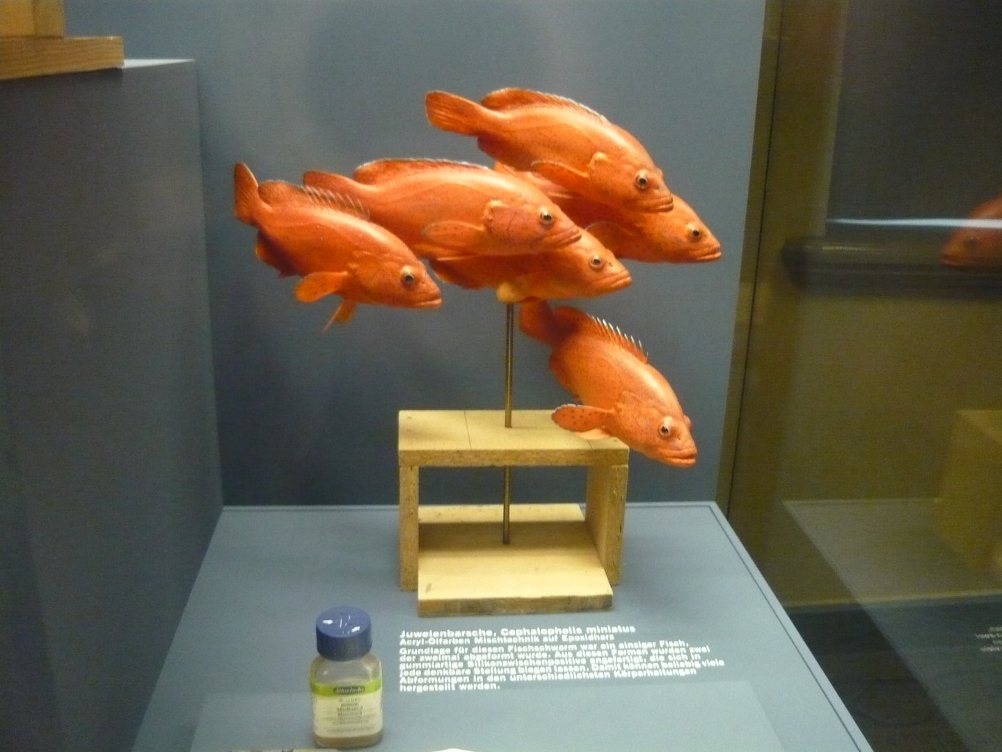 Coral grouper (Cephalopholis miniata)