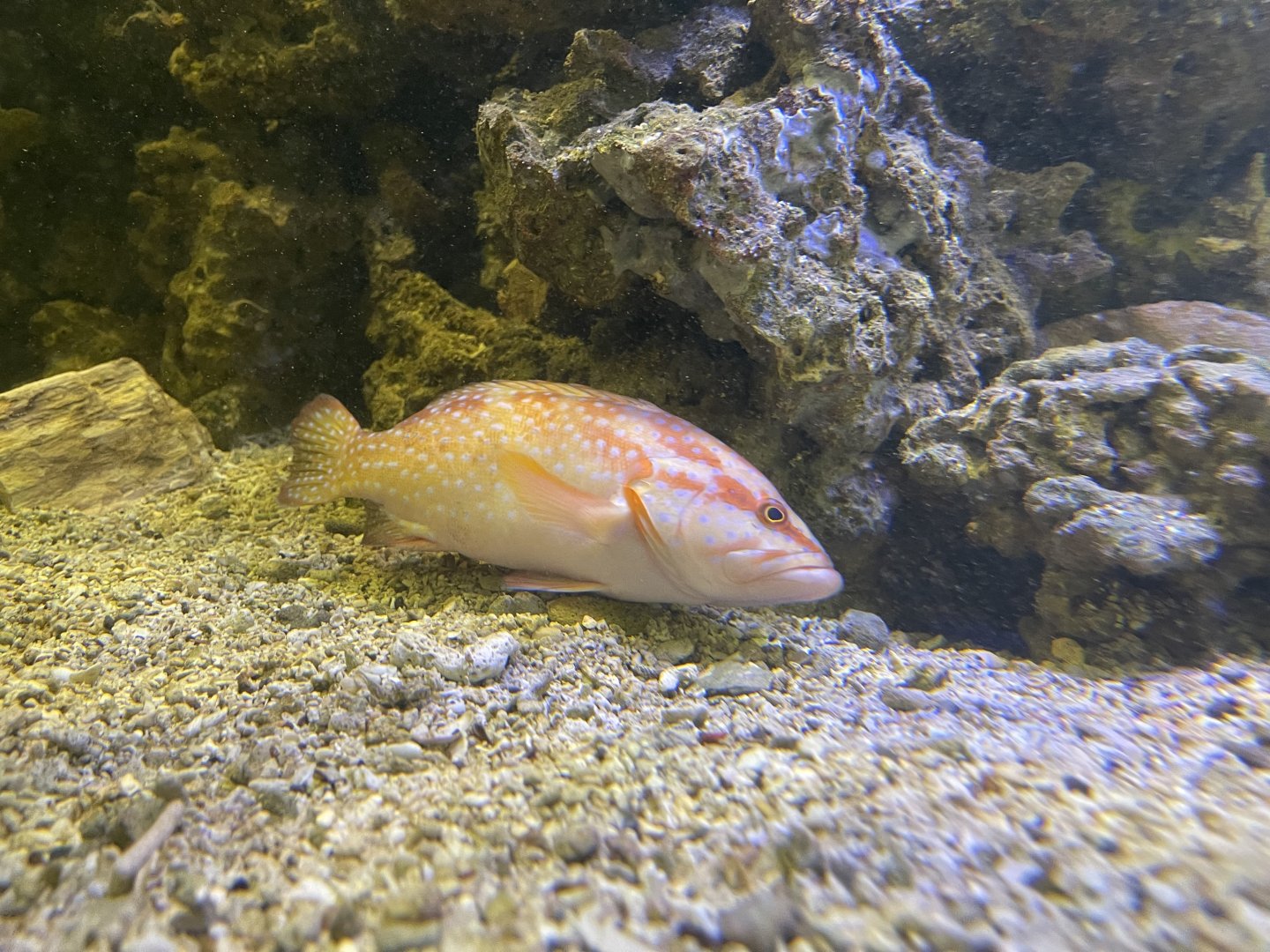 coral grouper (cephalopholis miniata)