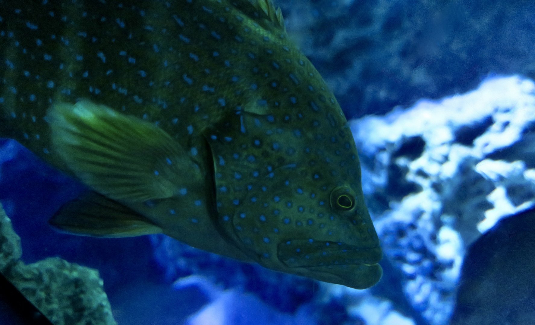 Coral Grouper (Cephalopholis miniata)