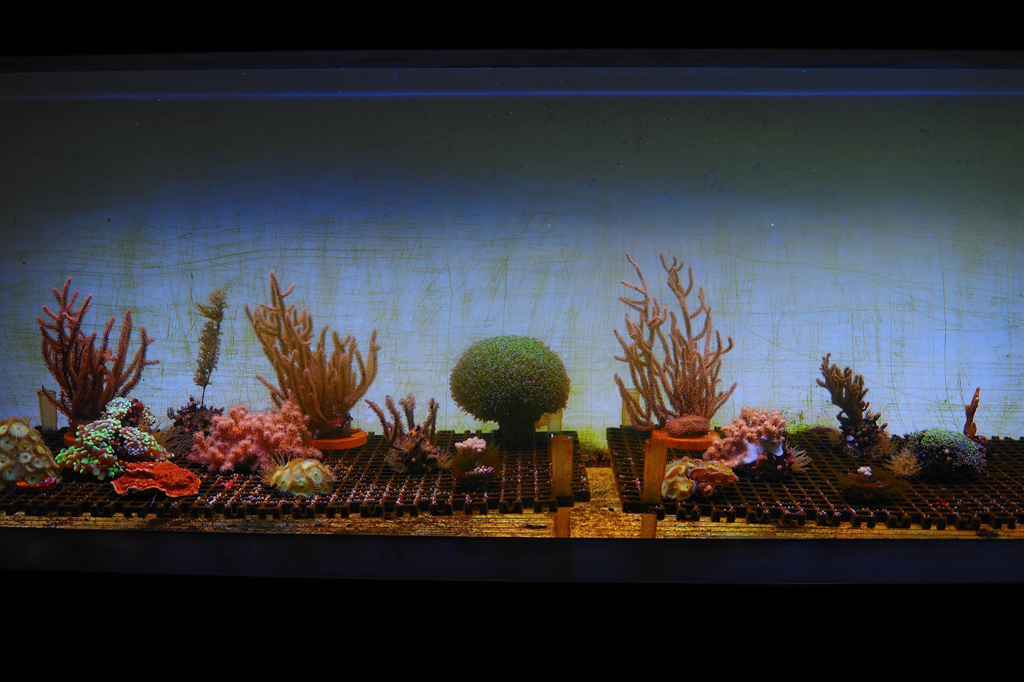 Coral growing tank, 2024-09-17