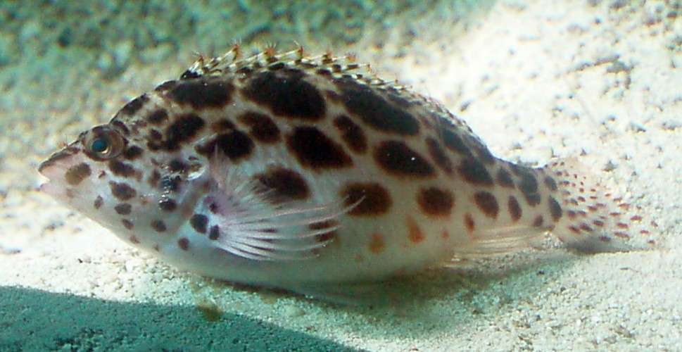 Coral Hawkfish (Cirrhitichthys oxycephalus)
