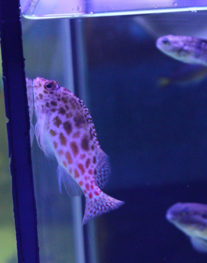 Coral hawkfish - Cirrhitichthys oxycephalus