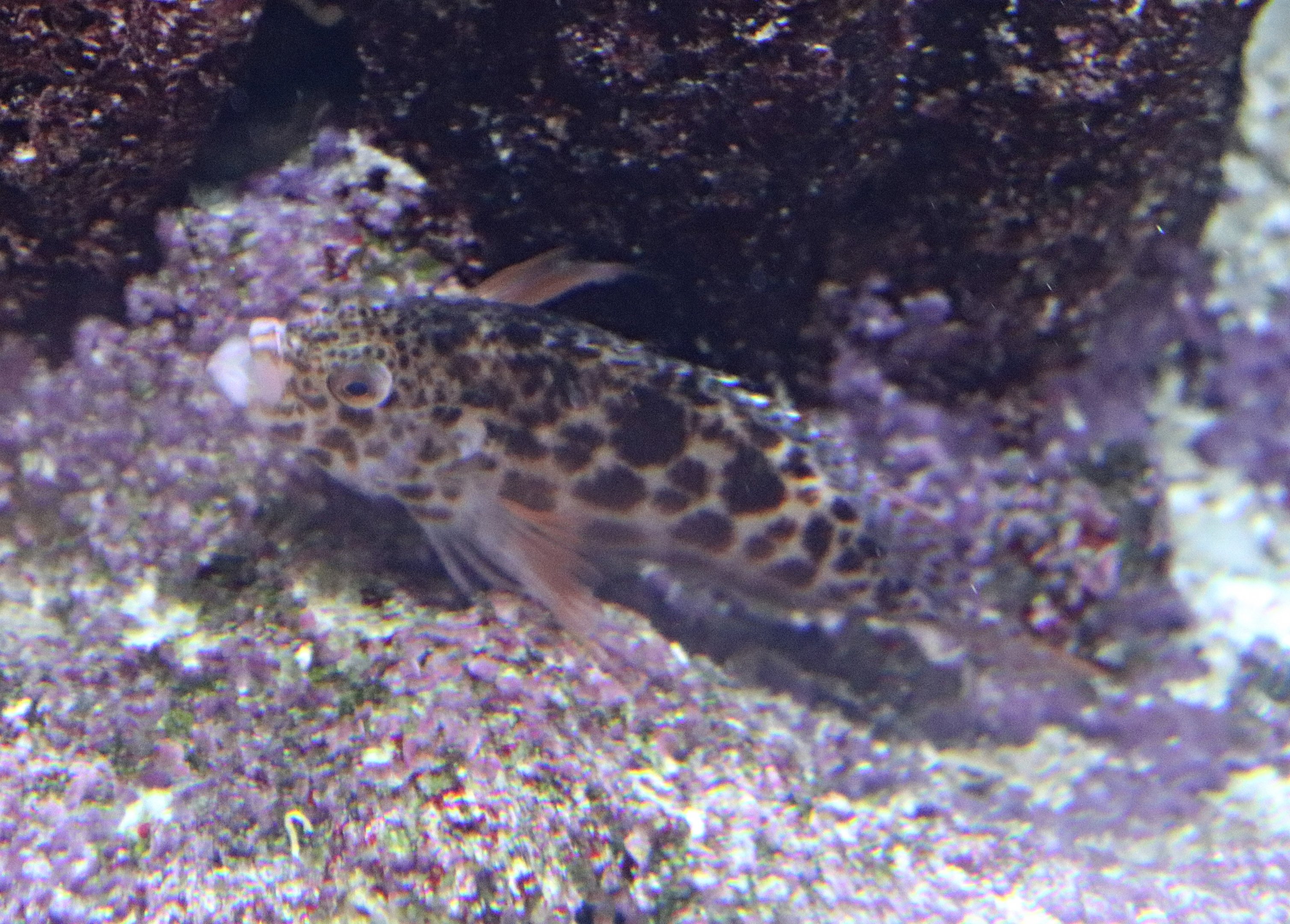 Coral hawkfish (Cirrhitichthys oxycephalus)