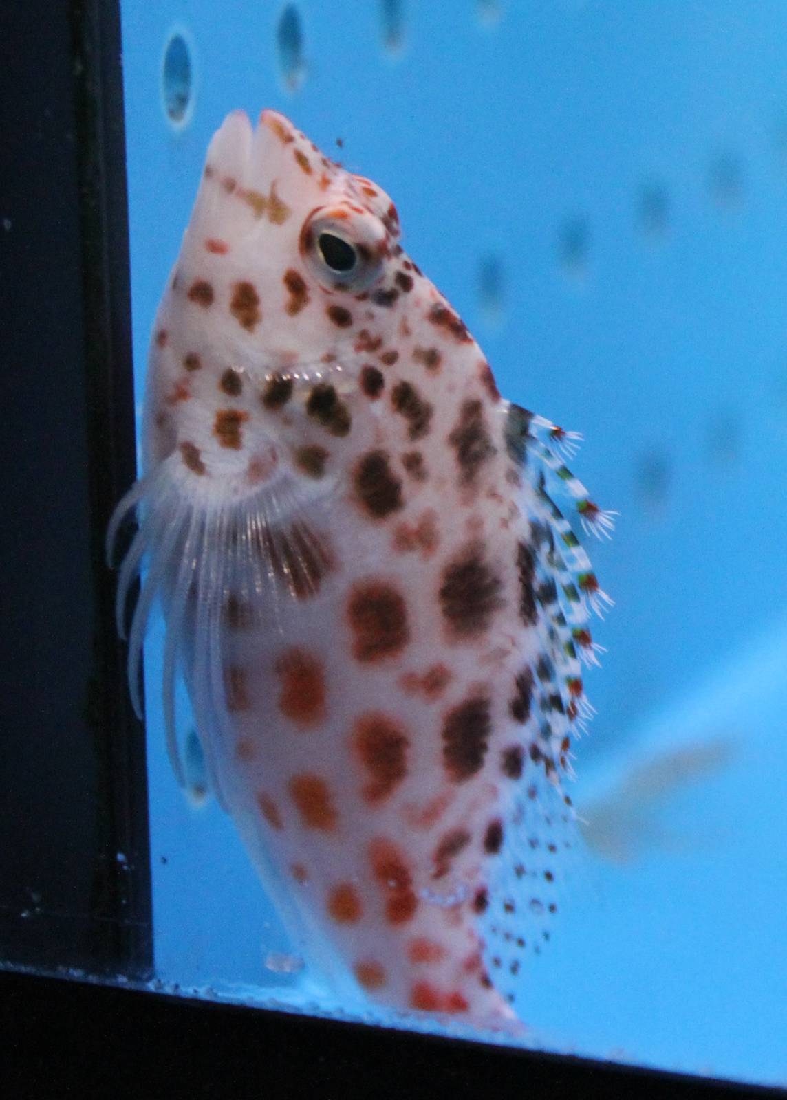 Coral hawkfish