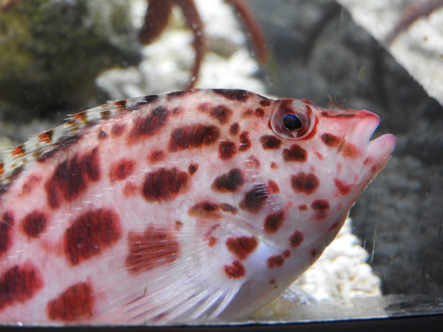 Coral Hawkfish