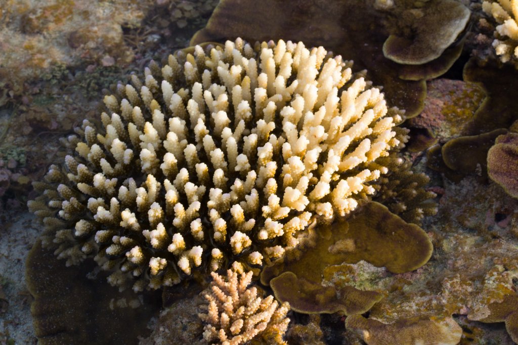 Coral head, just out of the water on the reef at low tide