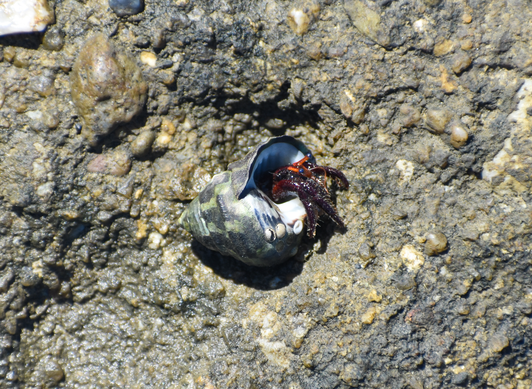 Coral Hermit Crab Clibanarius corallinus