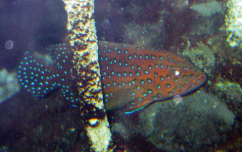 Coral Hind (Cephalopholis miniata)