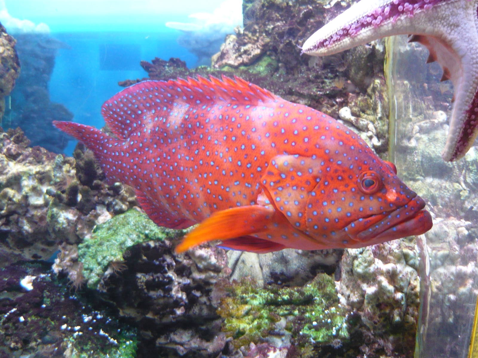 Coral hind (Cephalopholis miniata)