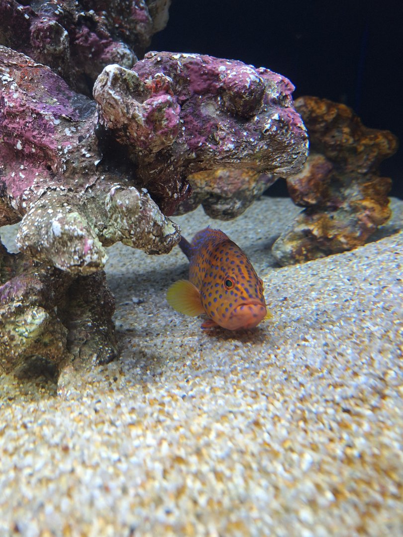 Coral hind (Cephalopholis miniata)