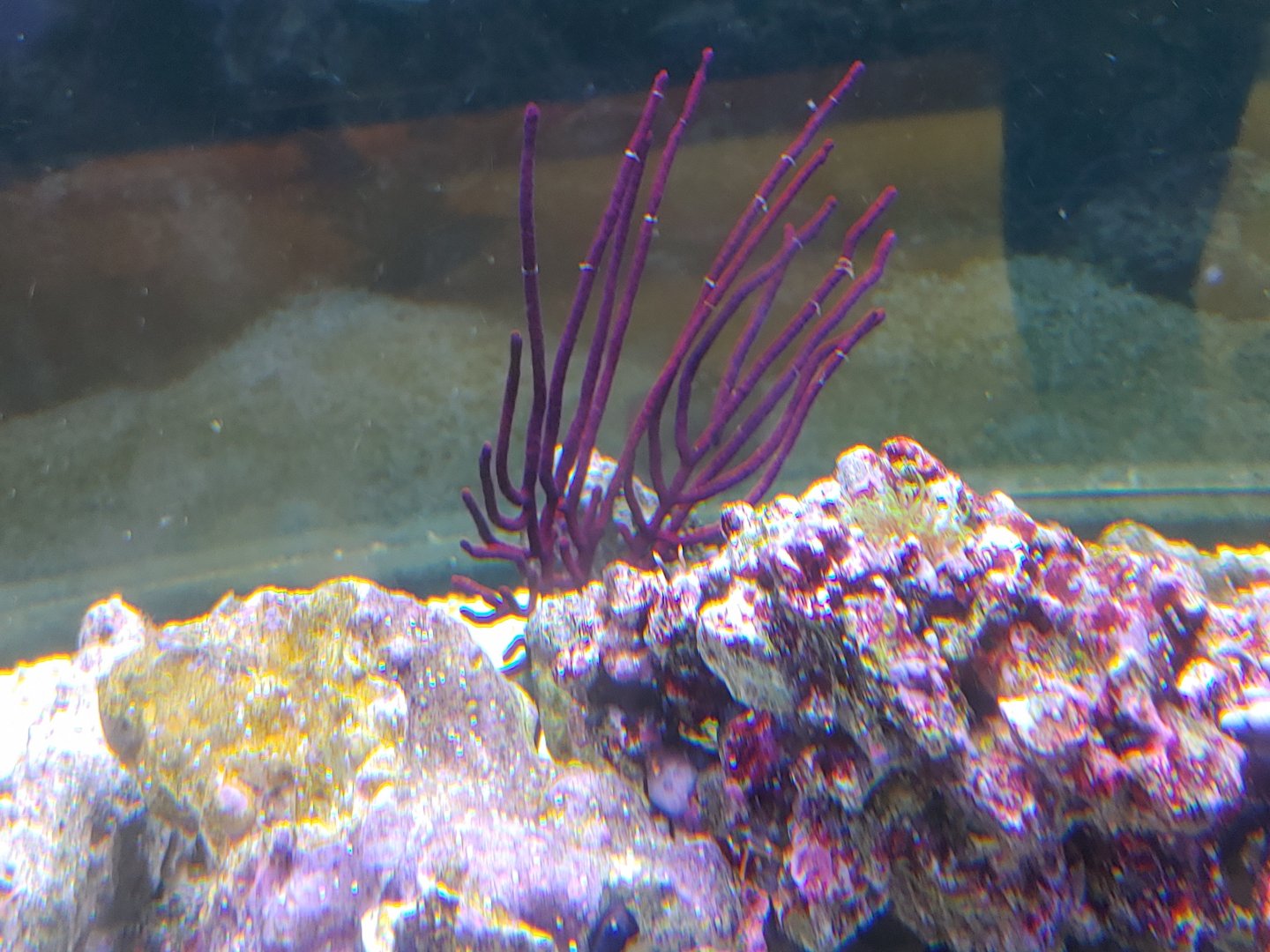 Coral ID