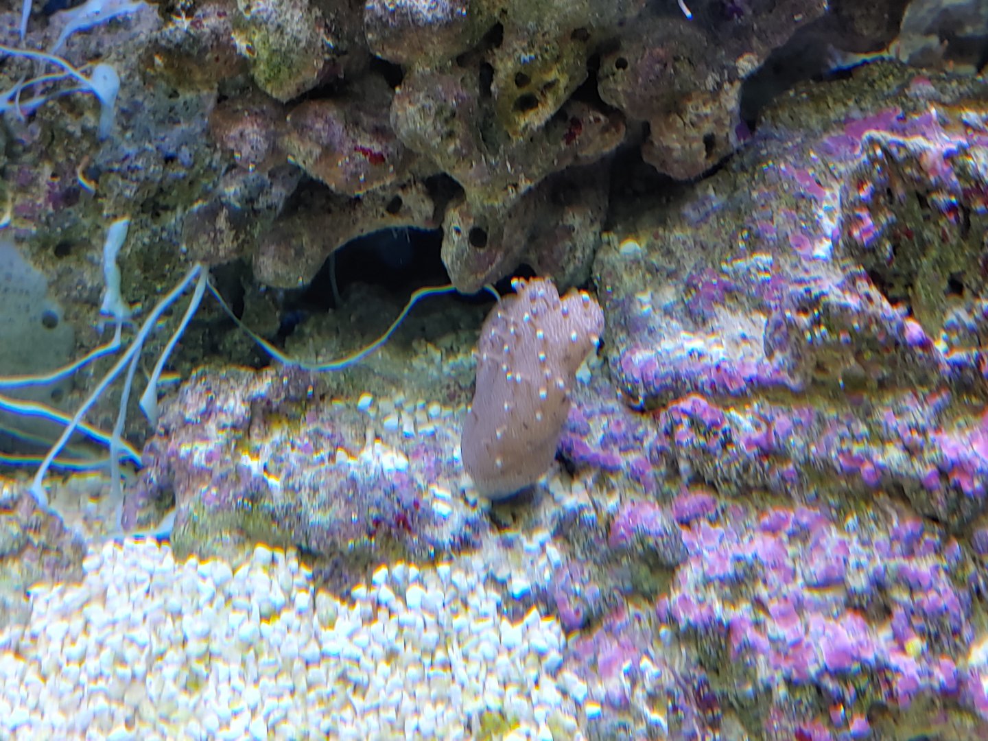 Coral ID