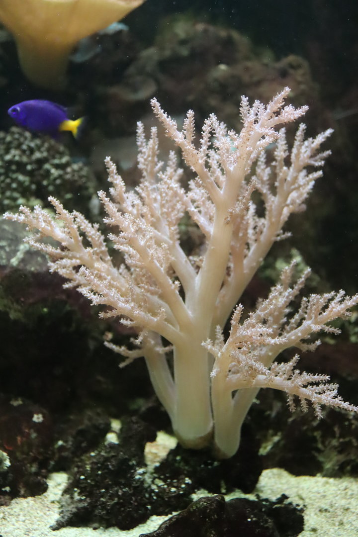 Coral ID?