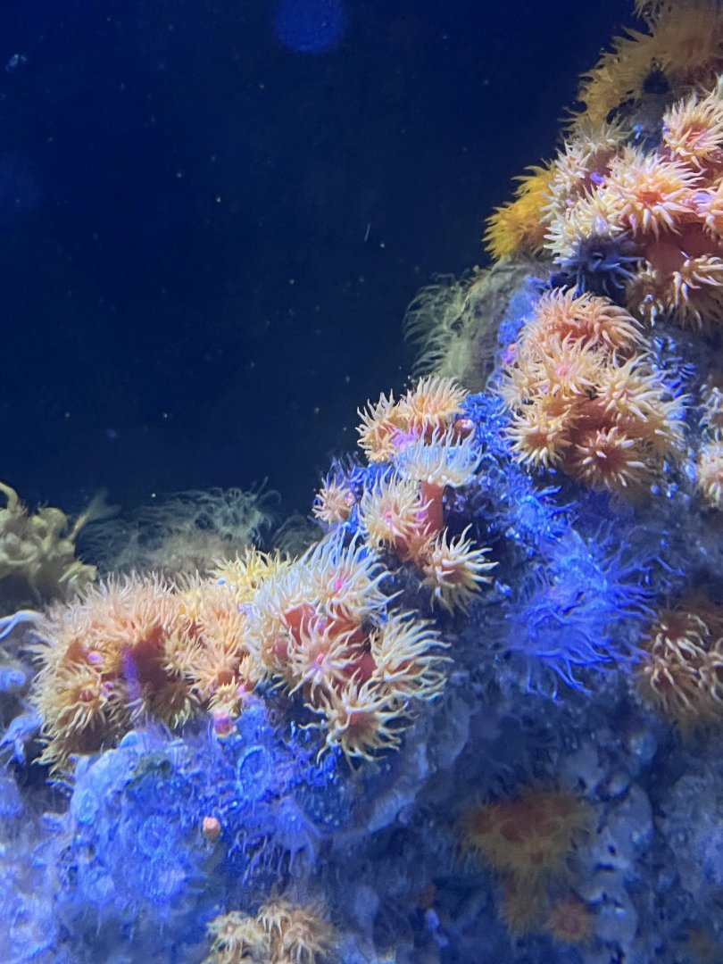 Coral ID