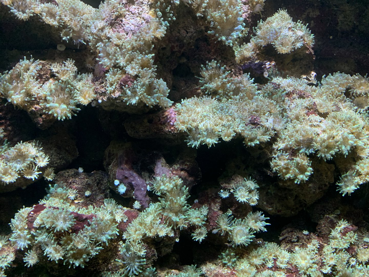 Coral ID?