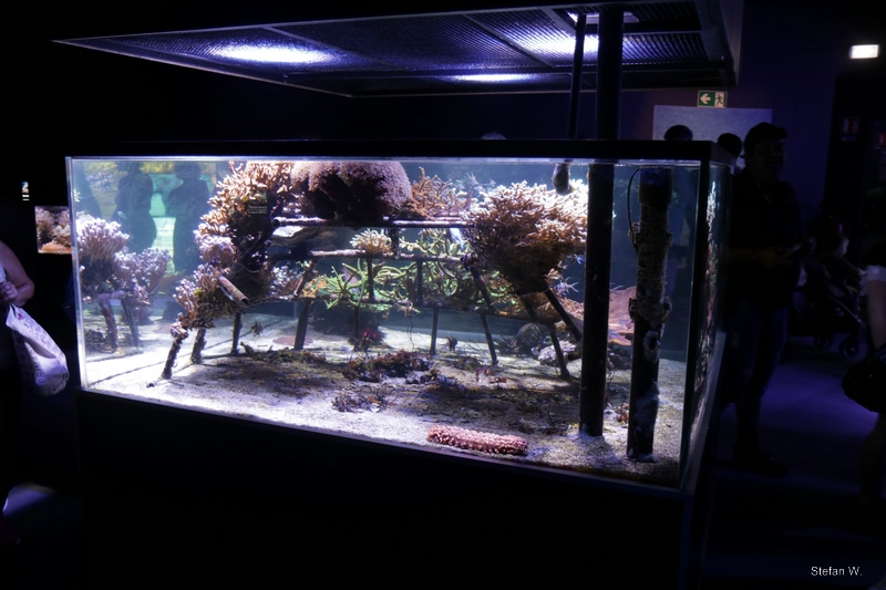 Coral Jungle - La Jungle de Corail