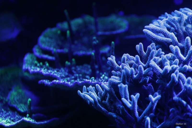 Coral Jungle - La Jungle de Corail