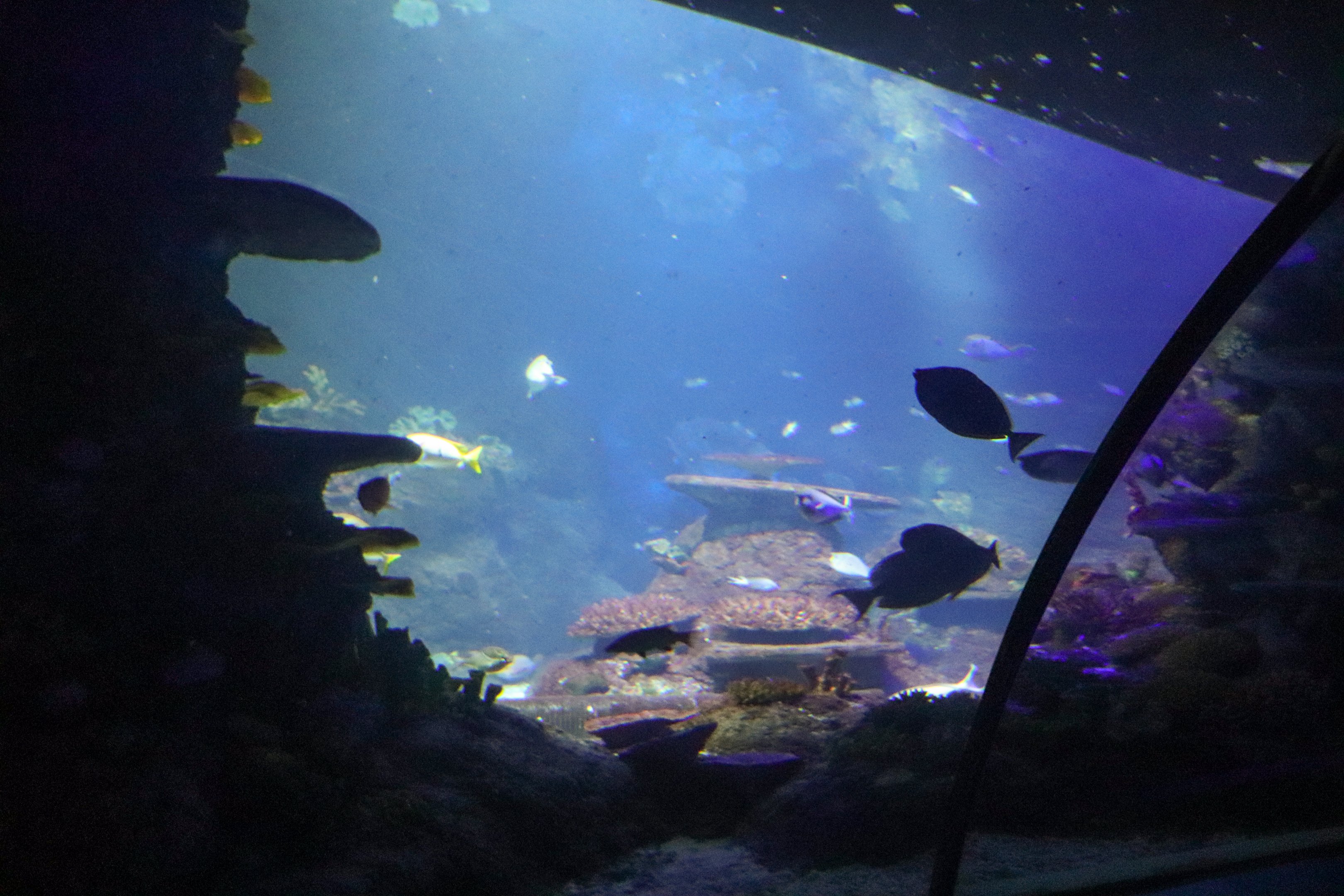 Coral Kingdom- Ocean Tunnel