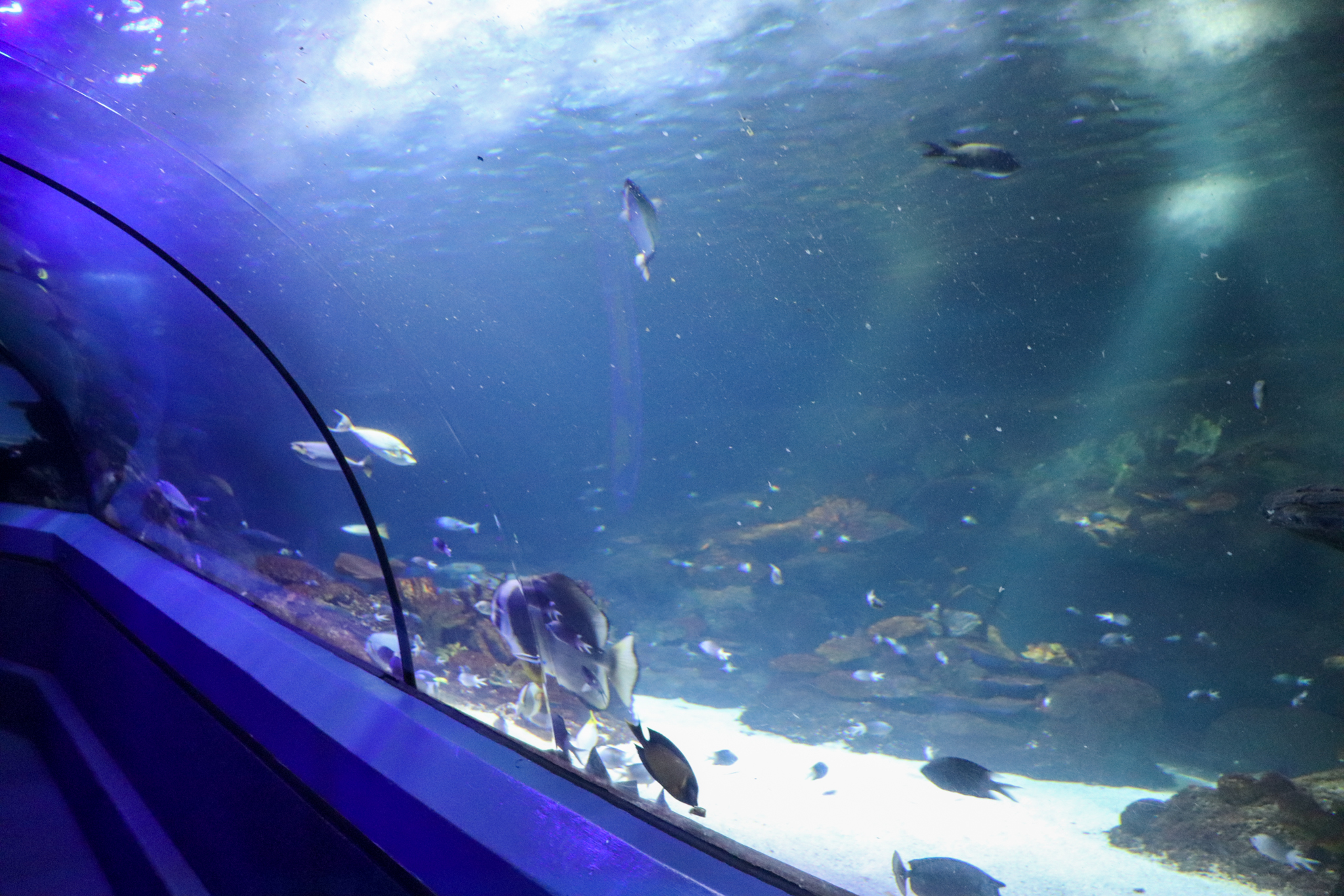 Coral Kingdom - Ocean Tunnel