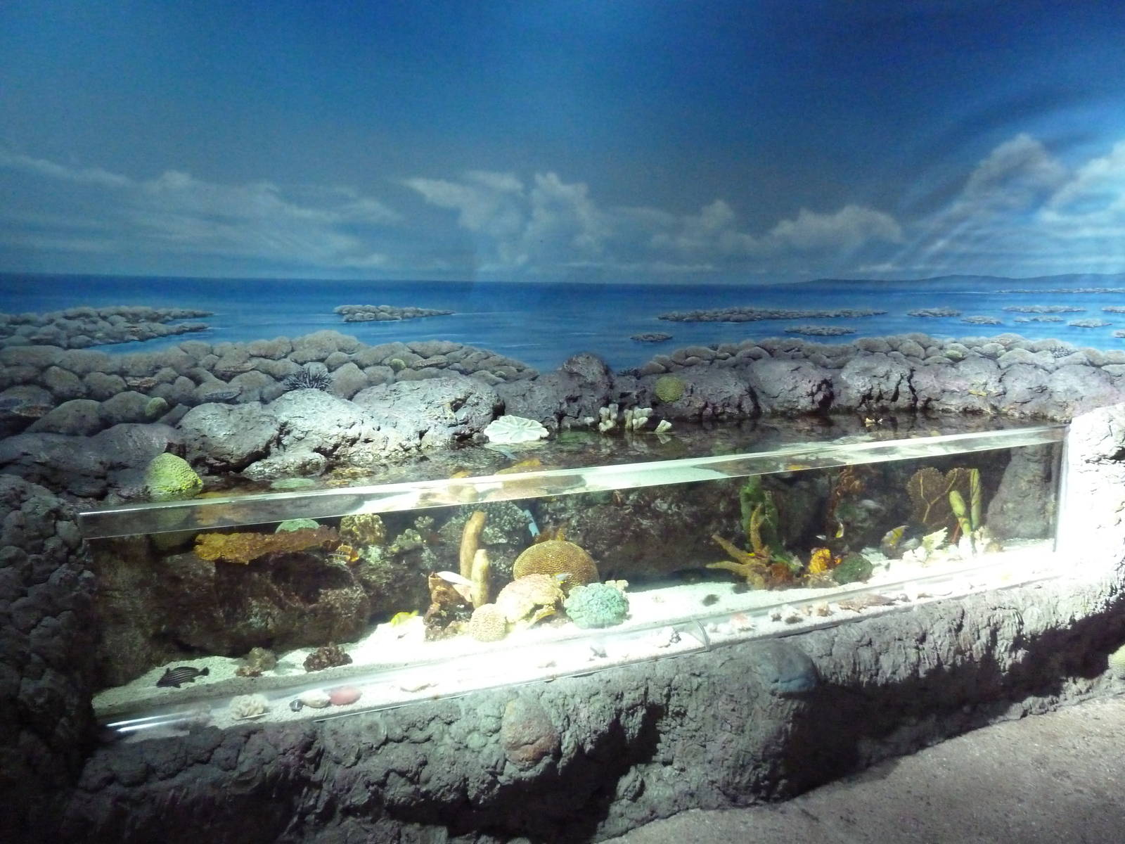 Coral Lagoon Exhibit