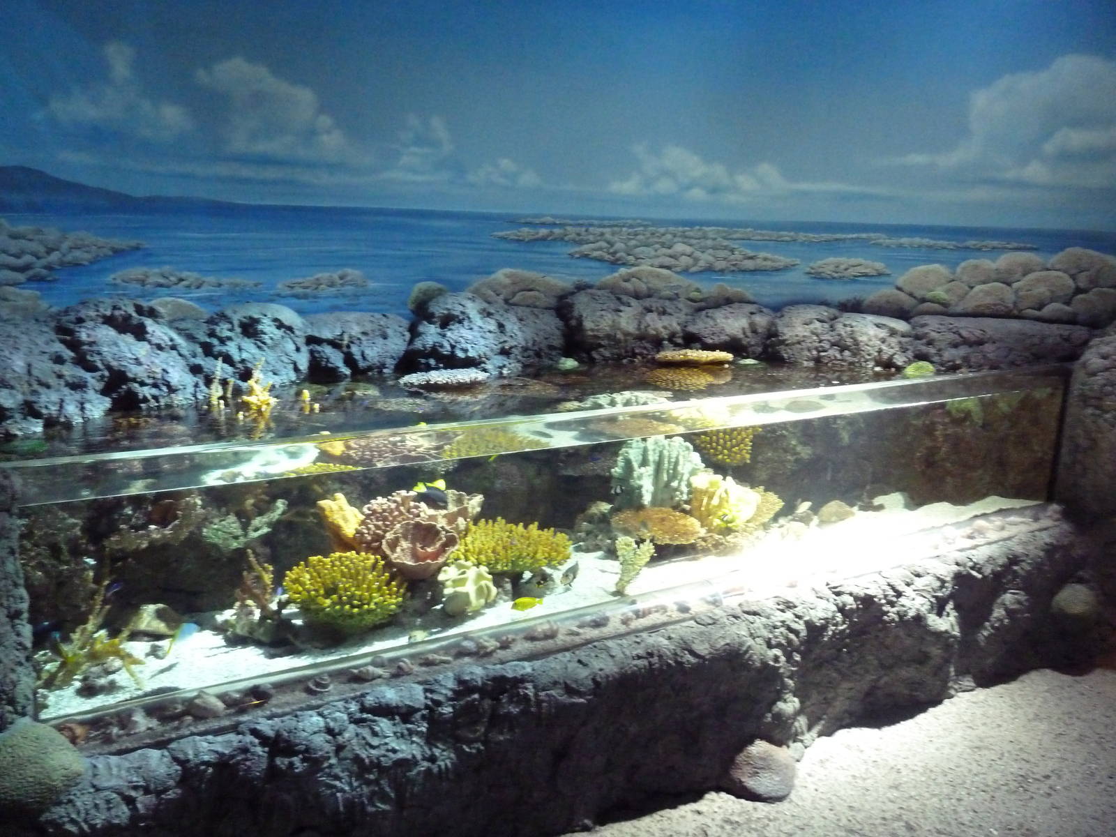 Coral Lagoon Exhibit