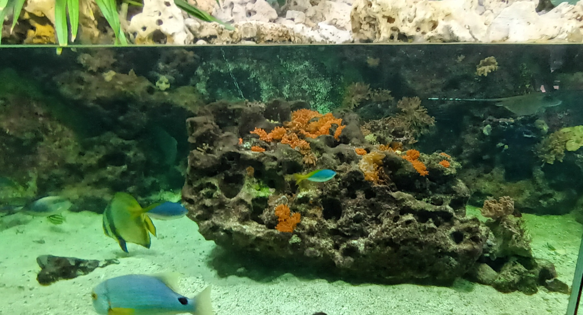 Coral Lagoon Tank