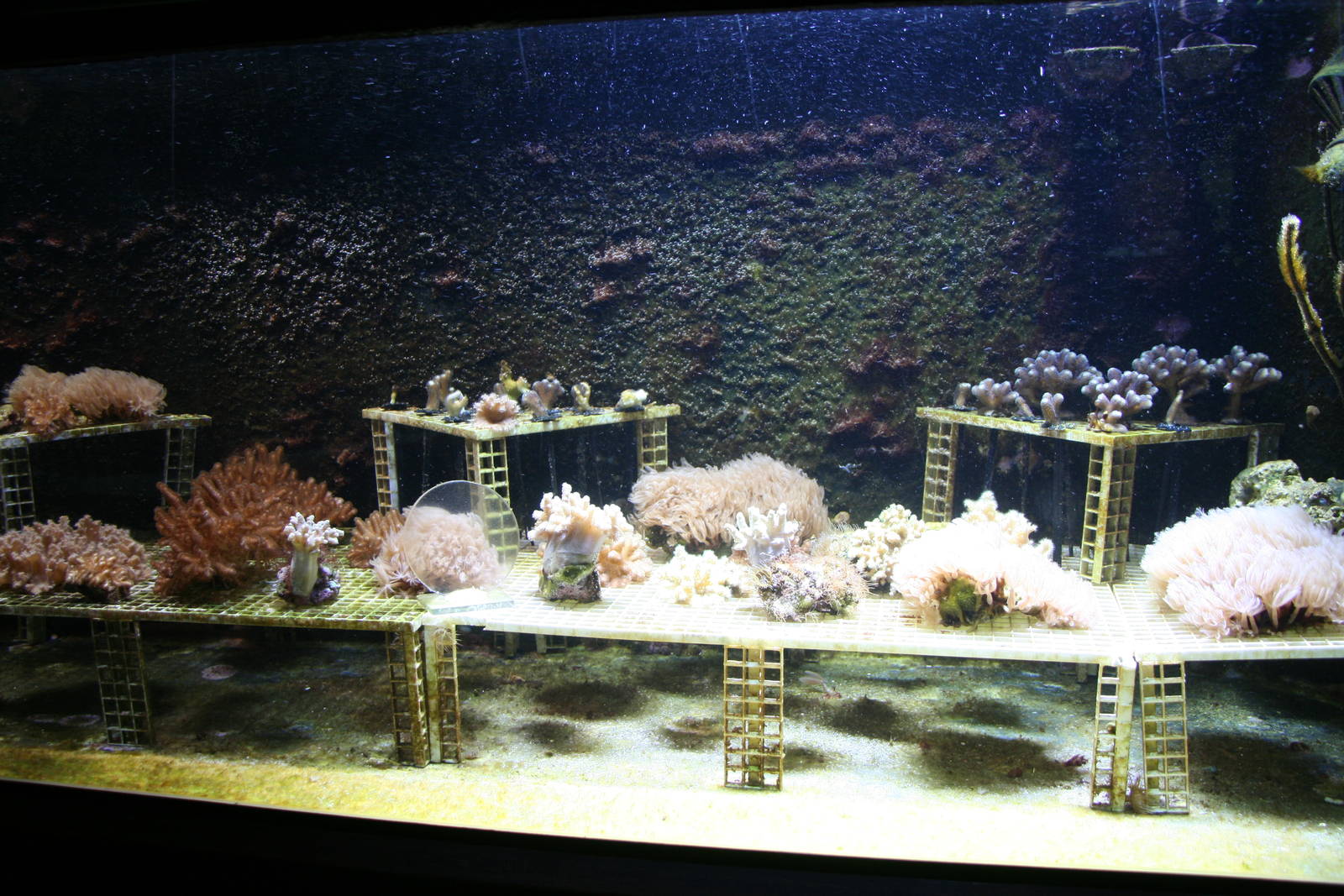 Coral nursery