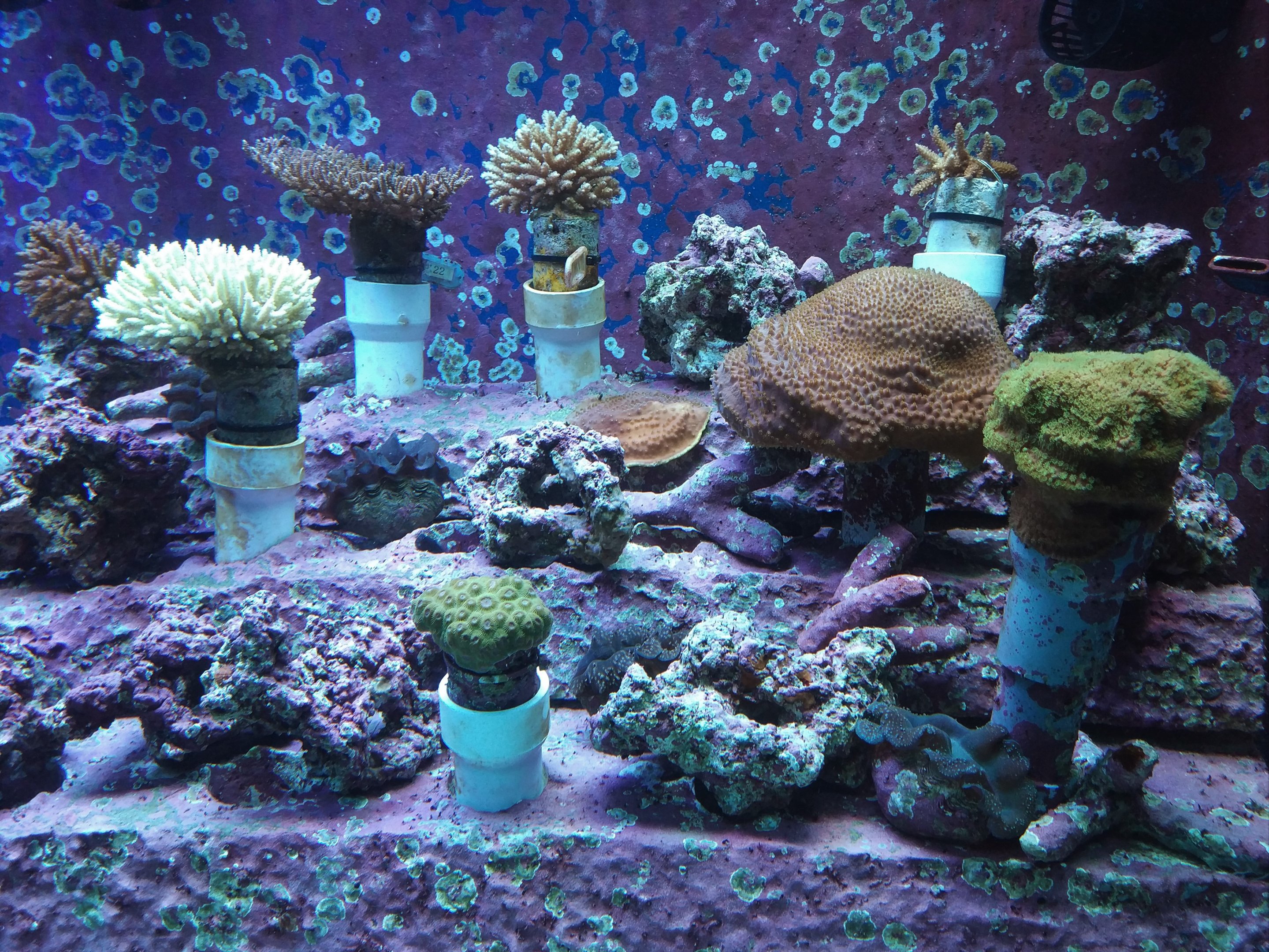 Coral Nursery