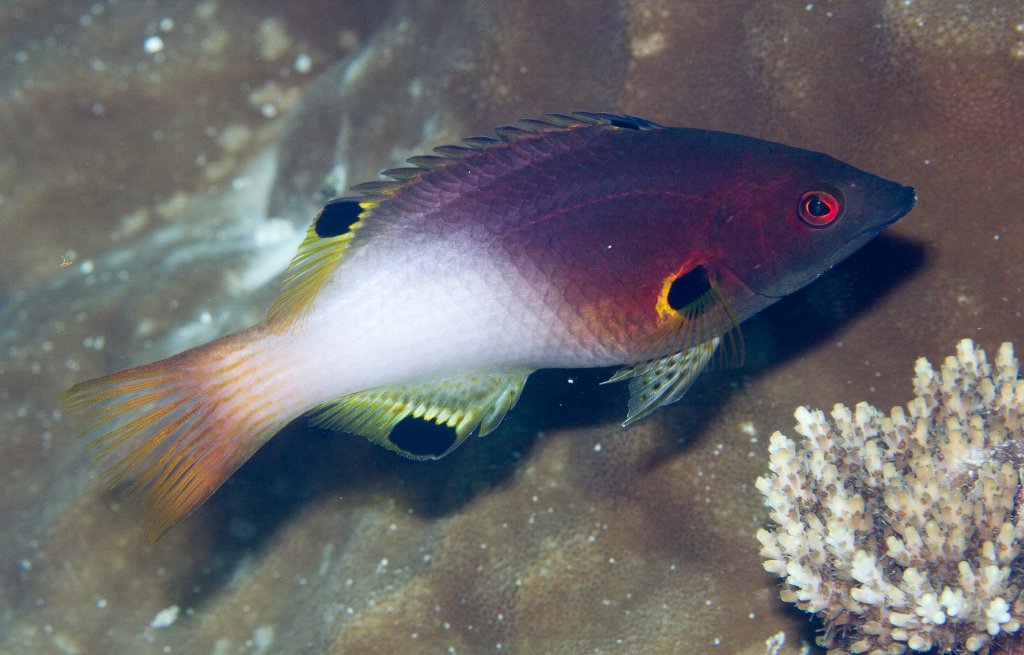 Coral Pigfish