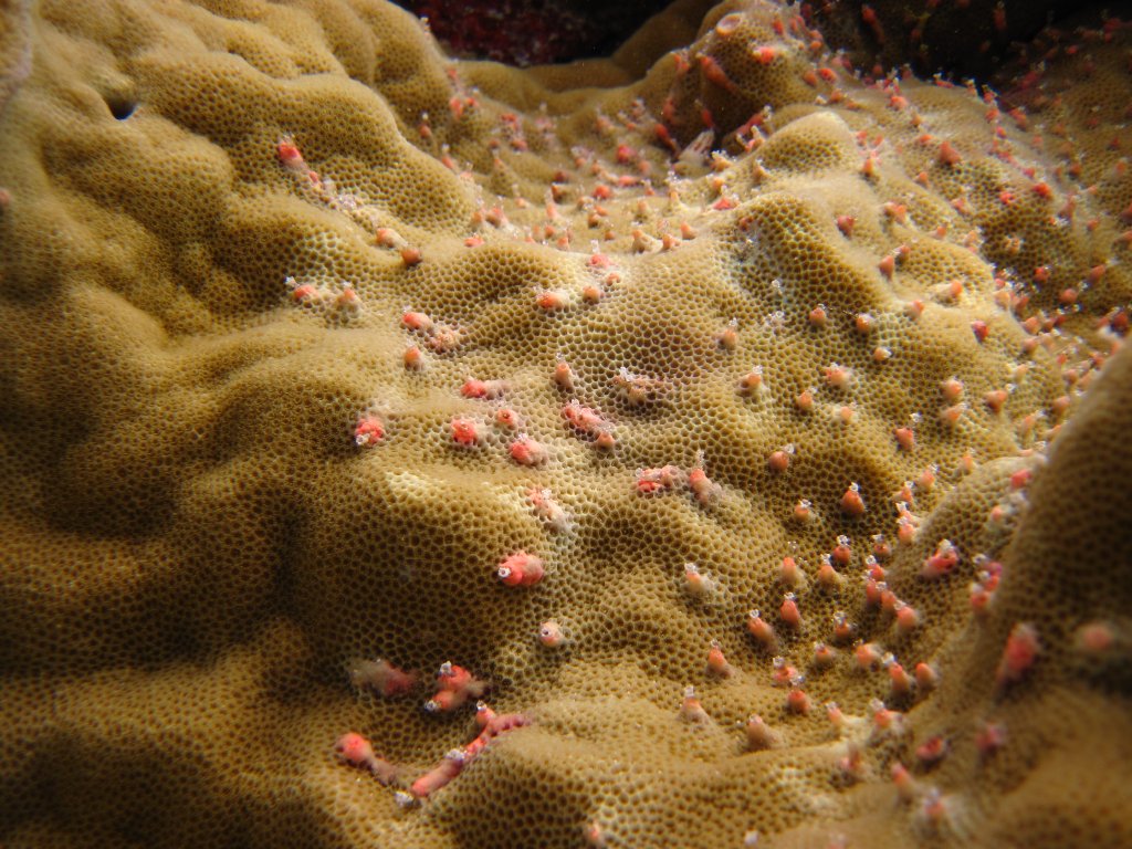Coral polyps