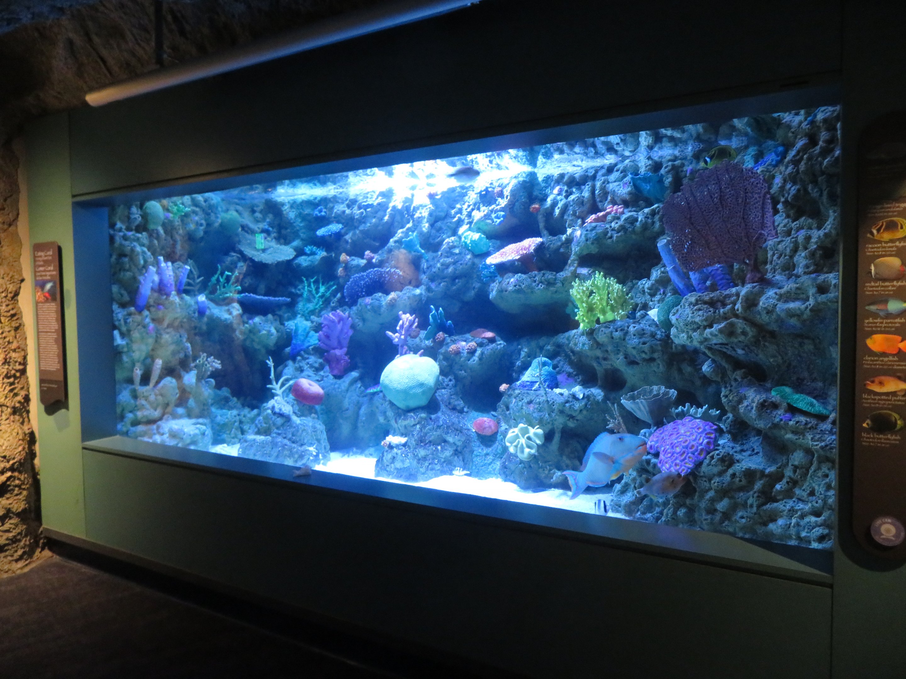 Coral Predators Tank