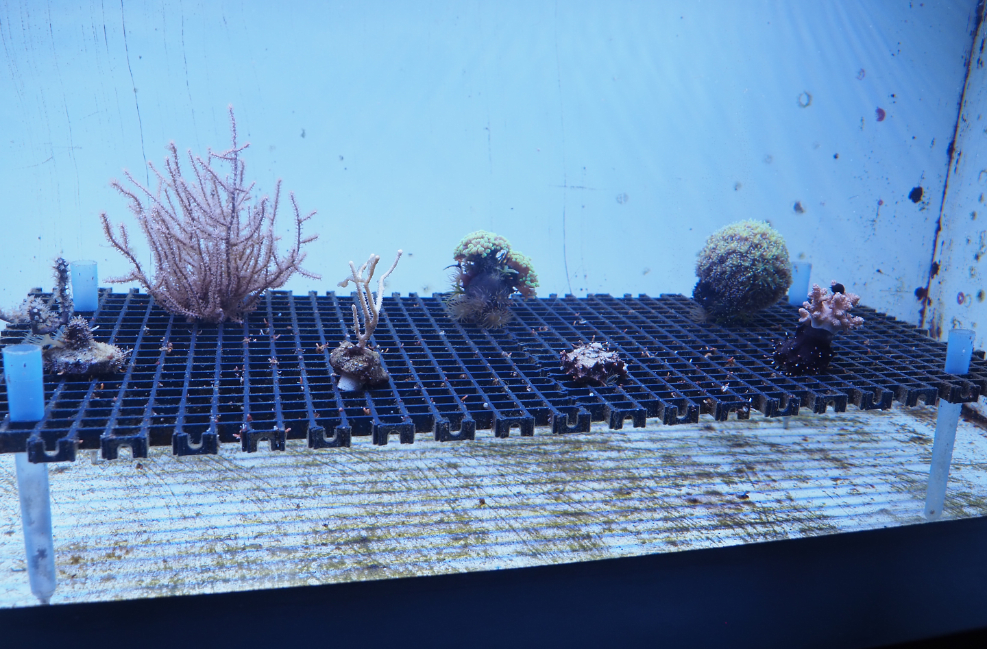 Coral propagation tank, 2022-09-14