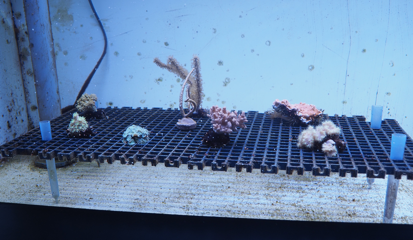 Coral propagation tank, 2022-09-14