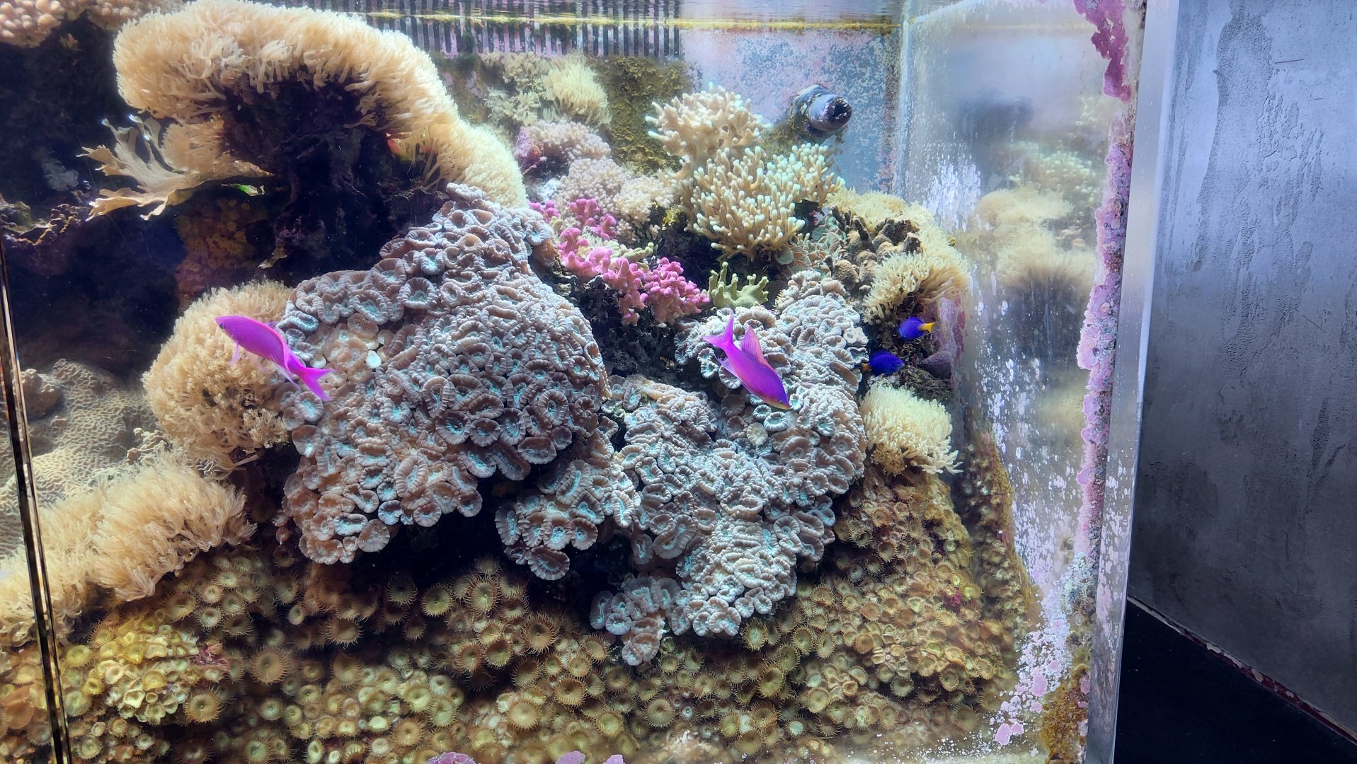 Coral propagation tank
